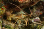 slides/_MG_5619.jpg American Shoals, Coral Sea Fans Rocks, Keys July 15-21 2011!, Lobster _MG_5619