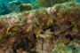 slides/_MG_5667.jpg American Shoals, Coral Sea Fans Rocks, Keys July 15-21 2011!, Lobster _MG_5667