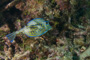 slides/_MG_5694.jpg American Shoals, Coral Sea Fans Rocks, Filefish, Keys July 15-21 2011! _MG_5694