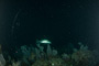 slides/_MG_6046.jpg Coral Sea Fans Rocks, Keys July 15-21 2011!, Night Dive Looe Key, Snook _MG_6046