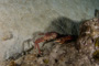 slides/_MG_6048.jpg Coral Sea Fans Rocks, Crab, Keys July 15-21 2011!, Night Dive Looe Key _MG_6048