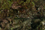 slides/_MG_6057.jpg Coral Sea Fans Rocks, Keys July 15-21 2011!, Night Dive Looe Key, Trumpetfish _MG_6057
