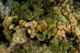 slides/_MG_6061.jpg Coral Sea Fans Rocks, Keys July 15-21 2011!, Night Dive Looe Key _MG_6061