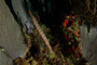slides/_MG_6069.jpg Coral Sea Fans Rocks, Keys July 15-21 2011!, Night Dive Looe Key, Trumpetfish _MG_6069