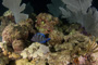slides/_MG_6073.jpg Coral Sea Fans Rocks, Keys July 15-21 2011!, Night Dive Looe Key _MG_6073