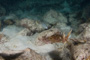 slides/_MG_6080.jpg Coral Sea Fans Rocks, Keys July 15-21 2011!, Night Dive Looe Key, Squid _MG_6080