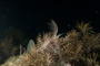 slides/_MG_6097.jpg Basket Star, Coral Sea Fans Rocks, Keys July 15-21 2011!, Night Dive Looe Key _MG_6097