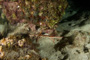 slides/_MG_6102.jpg Coral Sea Fans Rocks, Crab, Keys July 15-21 2011!, Night Dive Looe Key _MG_6102