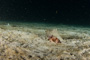 slides/_MG_6131.jpg Coral Sea Fans Rocks, Hermit, Keys July 15-21 2011!, Night Dive Looe Key _MG_6131