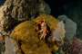 slides/_MG_6136.jpg Coral Sea Fans Rocks, Crab, Keys July 15-21 2011!, Night Dive Looe Key _MG_6136