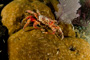 slides/_MG_6139.jpg Coral Sea Fans Rocks, Crab, Keys July 15-21 2011!, Night Dive Looe Key _MG_6139