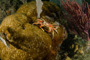slides/_MG_6145.jpg Coral Sea Fans Rocks, Crab, Keys July 15-21 2011!, Night Dive Looe Key _MG_6145