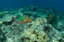 slides/_MG_6273.jpg Coral Sea Fans Rocks, Keys July 15-21 2011!, Parrotfish, Sombrero Reef _MG_6273