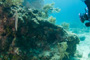 slides/_MG_6296.jpg Coral Sea Fans Rocks, Karissa, Keys July 15-21 2011!, Sombrero Reef, Spotted Moray _MG_6296
