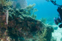 slides/_MG_6297.jpg Coral Sea Fans Rocks, Karissa, Keys July 15-21 2011!, Sombrero Reef, Spotted Moray _MG_6297