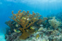 slides/_MG_6306.jpg Coral Sea Fans Rocks, Elkhorn, Keys July 15-21 2011!, Sombrero Reef _MG_6306