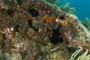slides/_MG_6310.jpg Coral Sea Fans Rocks, Keys July 15-21 2011!, Sombrero Reef, Spotted Moray _MG_6310