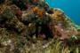 slides/_MG_6316.jpg Coral Sea Fans Rocks, Keys July 15-21 2011!, Sombrero Reef, Spotted Moray _MG_6316