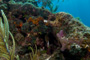 slides/_MG_6318.jpg Coral Sea Fans Rocks, Keys July 15-21 2011!, Sombrero Reef, Spotted Moray _MG_6318