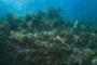 slides/_MG_6330.jpg Coral Sea Fans Rocks, Keys July 15-21 2011!, Sombrero Reef _MG_6330