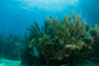 slides/_MG_6331.jpg Coral Sea Fans Rocks, Keys July 15-21 2011!, Sombrero Reef _MG_6331