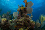 slides/_MG_6343.jpg Coral Sea Fans Rocks, Keys July 15-21 2011!, Sombrero Reef _MG_6343