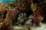 slides/_MG_6347.jpg Coral Sea Fans Rocks, Keys July 15-21 2011!, Lionfish, Sombrero Reef _MG_6347