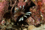 slides/_MG_6349.jpg Coral Sea Fans Rocks, Keys July 15-21 2011!, Lionfish, Sombrero Reef _MG_6349