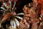 slides/_MG_6353.jpg Coral Banded Shrimp, Coral Sea Fans Rocks, Keys July 15-21 2011!, Lionfish, Sombrero Reef _MG_6353