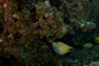 slides/_MG_6363.jpg Coral Sea Fans Rocks, Keys July 15-21 2011!, Queen Angel, Sombrero Reef _MG_6363