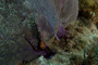 slides/_MG_6367.jpg Coral Sea Fans Rocks, Keys July 15-21 2011!, Sombrero Reef _MG_6367