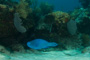 slides/_MG_6371.jpg Coral Sea Fans Rocks, Keys July 15-21 2011!, Parrotfish, Sombrero Reef _MG_6371