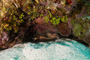 slides/_MG_6382.jpg Arrow Crab, Coral Sea Fans Rocks, Crab, Keys July 15-21 2011!, Sombrero Reef _MG_6382