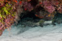 slides/_MG_6394.jpg Coral Sea Fans Rocks, Keys July 15-21 2011!, Snook, Sombrero Reef _MG_6394