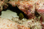 slides/_MG_6414.jpg Coral Sea Fans Rocks, Green Moray, Keys July 15-21 2011!, Looe Key _MG_6414