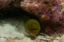 slides/_MG_6423.jpg Coral Sea Fans Rocks, Green Moray, Keys July 15-21 2011!, Looe Key _MG_6423