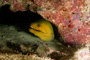 slides/_MG_6445.jpg Coral Sea Fans Rocks, Green Moray, Keys July 15-21 2011!, Looe Key _MG_6445