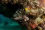 slides/_MG_6515.jpg Coral Sea Fans Rocks, Keys July 15-21 2011!, Lionfish, Looe Key _MG_6515
