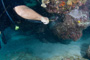 slides/_MG_6535.jpg Coral Sea Fans Rocks, Jan, Keys July 15-21 2011!, Lionfish, Looe Key _MG_6535
