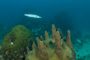 slides/_MG_6542.jpg Barracuda, Coral Sea Fans Rocks, Keys July 15-21 2011!, Looe Key, Pillar Coral _MG_6542