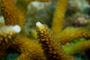slides/_MG_6604.jpg Coral Sea Fans Rocks, Keys July 15-21 2011!, Looe Key _MG_6604
