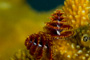 slides/_MG_6613.jpg Chrstmas Tree Worm, Coral Sea Fans Rocks, Keys July 15-21 2011!, Looe Key _MG_6613