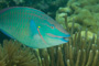 slides/_MG_6645.jpg Coral Sea Fans Rocks, Keys July 15-21 2011!, Looe Key, Parrotfish _MG_6645