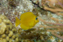 slides/_MG_6659.jpg Blue Tang Juvenile, Coral Sea Fans Rocks, Keys July 15-21 2011!, Looe Key _MG_6659