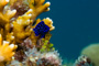 slides/_MG_6672.jpg Coral Sea Fans Rocks, Keys July 15-21 2011!, Looe Key, YellowTail Damselfish _MG_6672