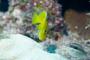 slides/_MG_6703.jpg Blue Tang Juvenile, Coral Sea Fans Rocks, Keys July 15-21 2011!, Looe Key _MG_6703