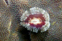 slides/_MG_6749_Edit.jpg Coral Sea Fans Rocks, Feather Duster Worm, Keys July 15-21 2011!, Looe Key _MG_6749_Edit