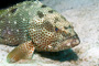 slides/_MG_6759_Edit.jpg Coral Sea Fans Rocks, Grouper, Keys July 15-21 2011!, Looe Key _MG_6759_Edit