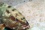 slides/_MG_6760_Edit.jpg Coral Sea Fans Rocks, Grouper, Keys July 15-21 2011!, Looe Key _MG_6760_Edit