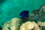 slides/_MG_6847_Edit.jpg American Shoals, Coral Sea Fans Rocks, Keys July 15-21 2011!, YellowTail Damselfish _MG_6847_Edit